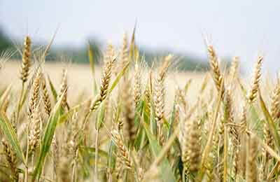 农业局加强水稻产业提高意见